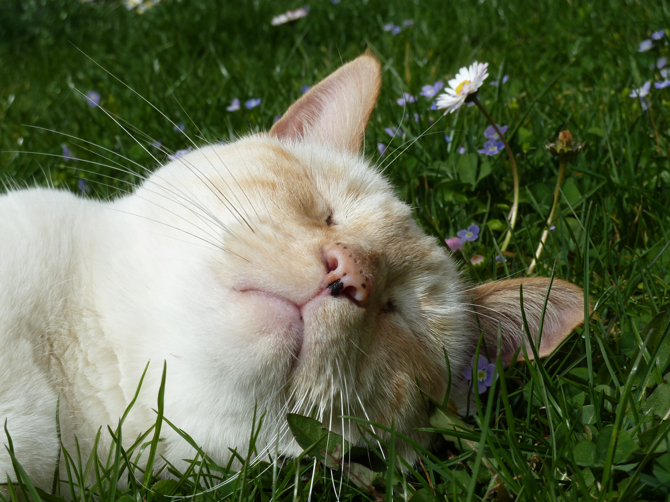 A closeup of a totally relaxed and sleeping, adorable cat
