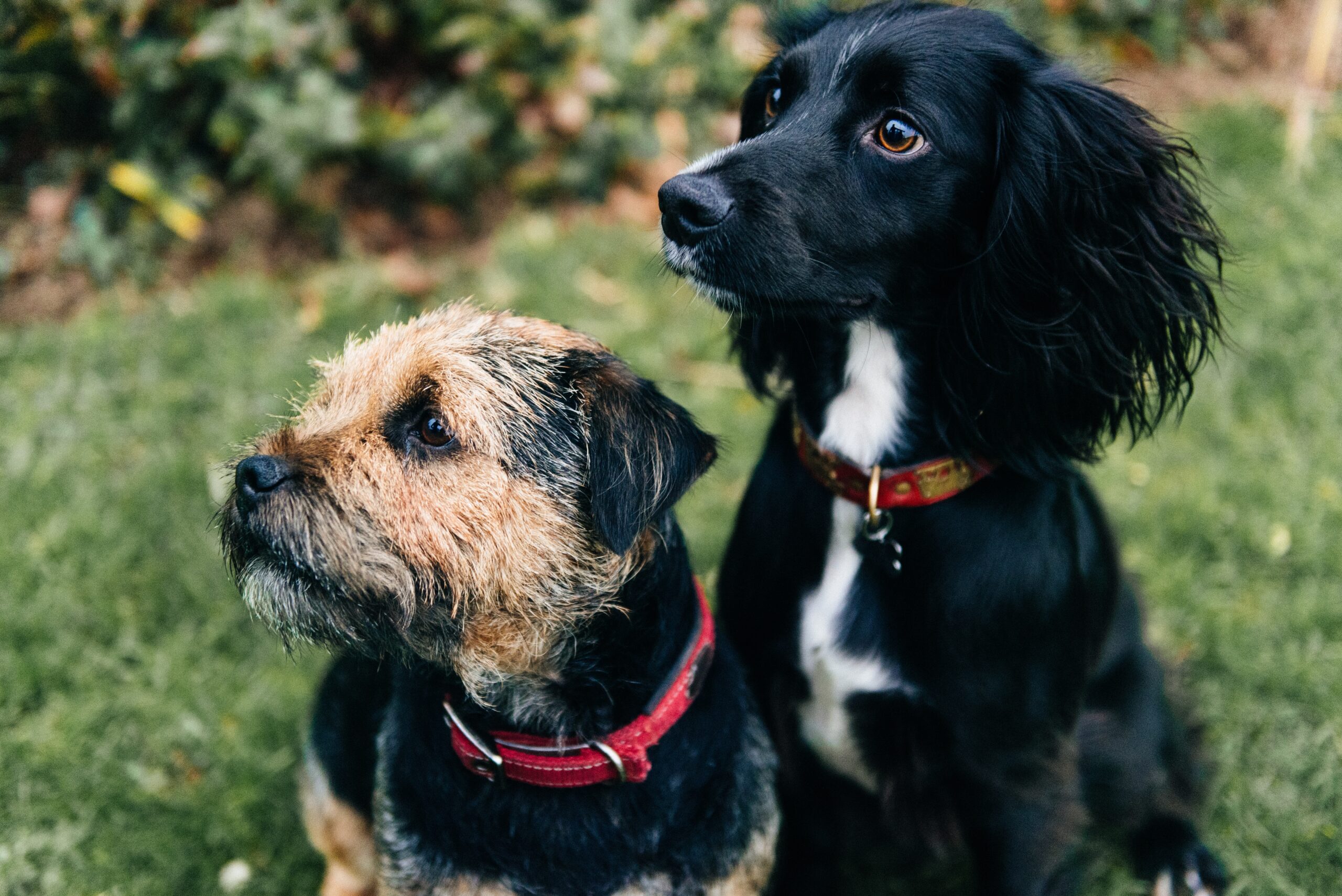 A vertical shot of a border terrier and a spaniel sitting on dry grass